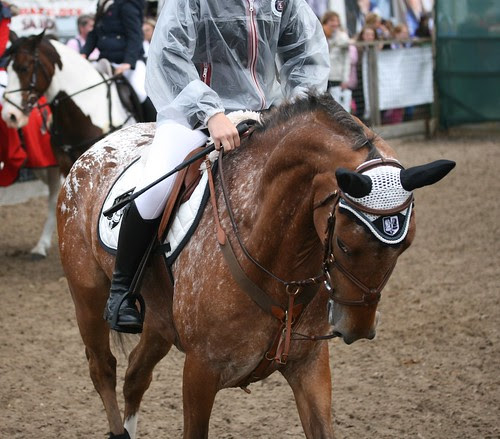 Showjumping