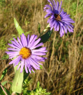 New England Aster
