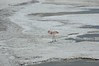 Lonely Flamingo