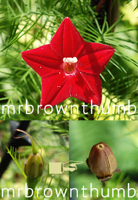 Cypress Vine flower pictures, Cypress Vine seed saving, ipomoea quamoclit