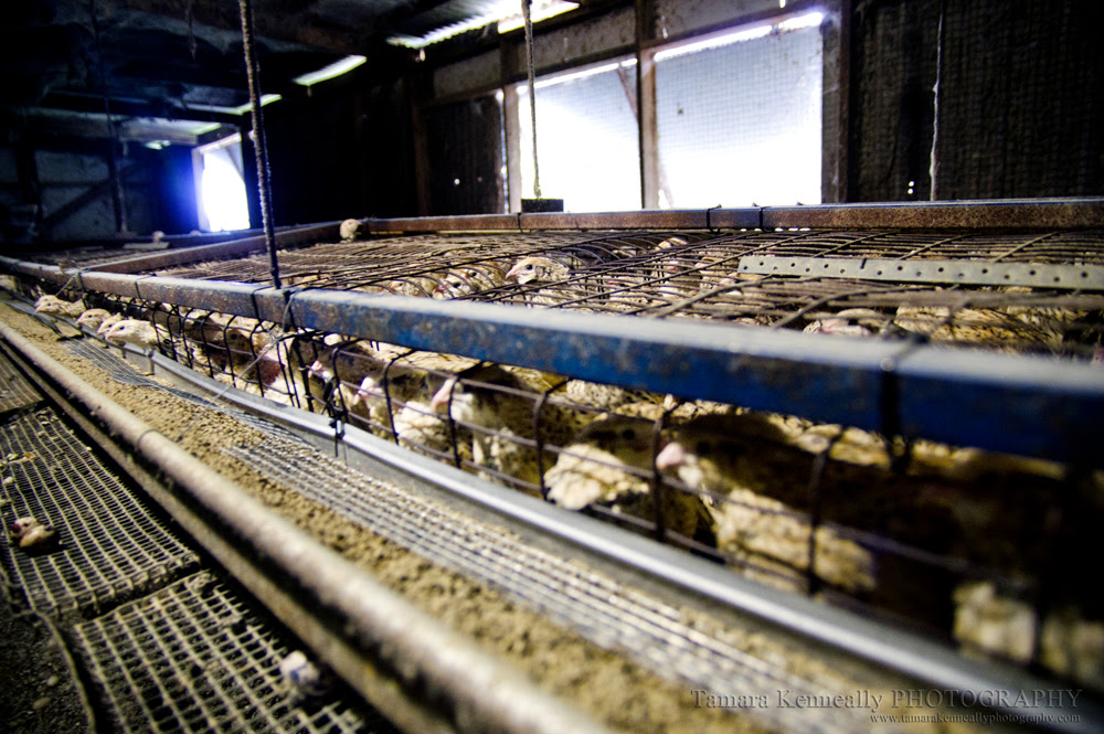 Chicken Coop Build Commercial Quail Cages For Sale Australia