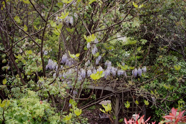 Flora12