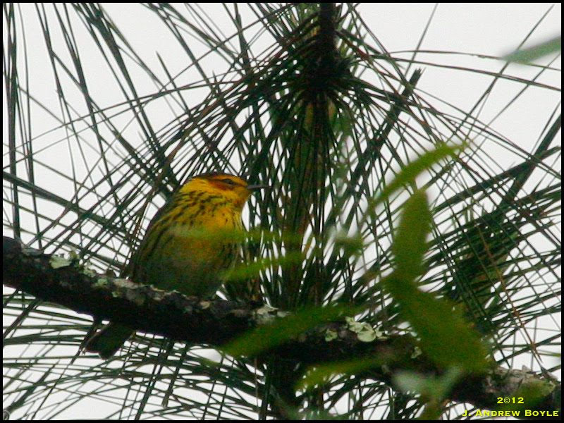 Cape May Warbler