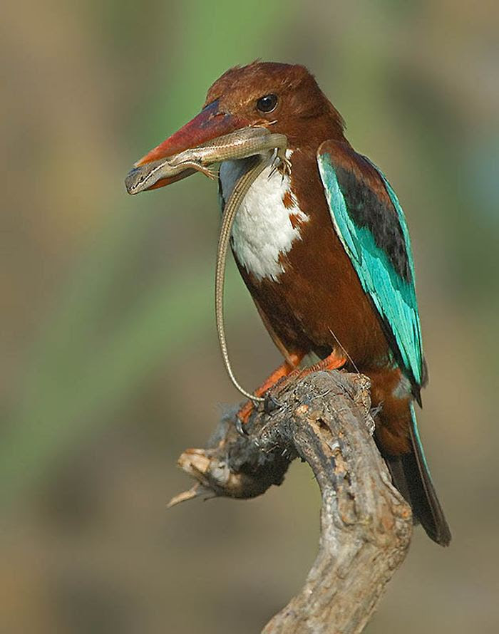 Fascinating photos of birds from the photographer Zander Yaqui