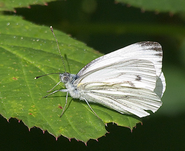 DSC_4473 SMall White butterfly