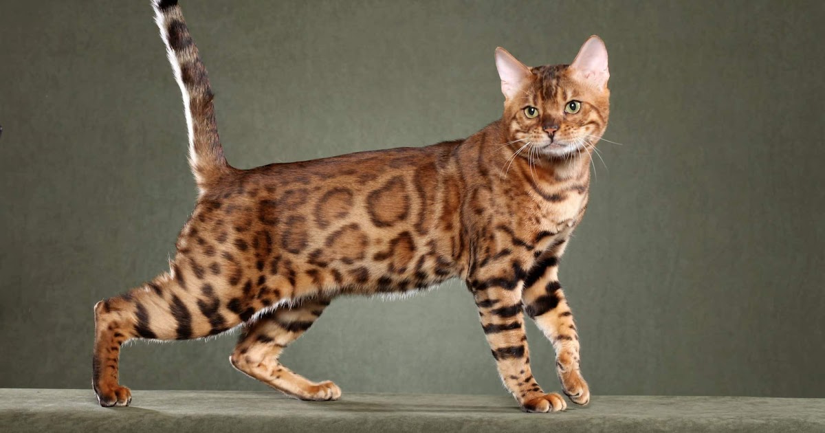 Bengal Cat Allergy Information - White Baby Kitten