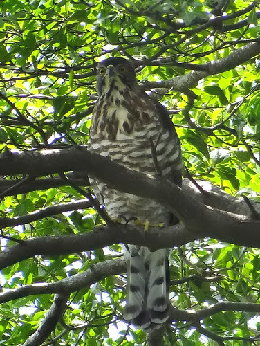 鳳頭蒼鷹/無限台南
