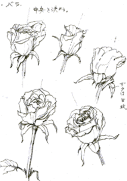 50 薔薇 イラスト 描き 方 簡単 写真素材 フォトライブラリー