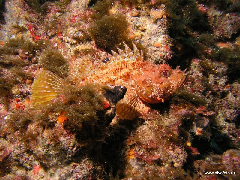 Скорпена средиземное море. Фото Скорпена средиземное море. подводное фото