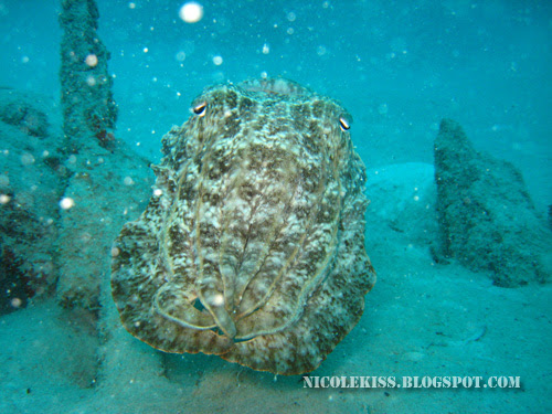 flamboyant cuttlefish 5