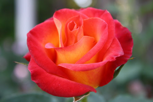 Mable Ringling rose garden