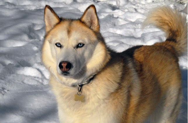 Husky