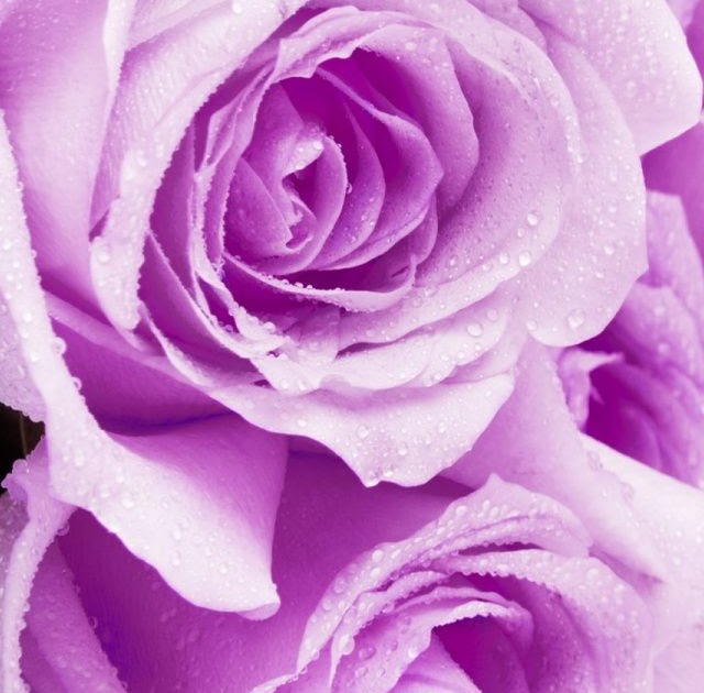 Purple Rose Hd Wallpaper For Iphone - 50+ Purple Flower Wallpaper for