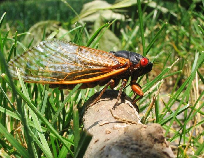 What Do Cicadas Do To Plants WHADOQ