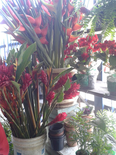 Comentários e avaliações sobre Chácara Celeste Horto e Floricultura