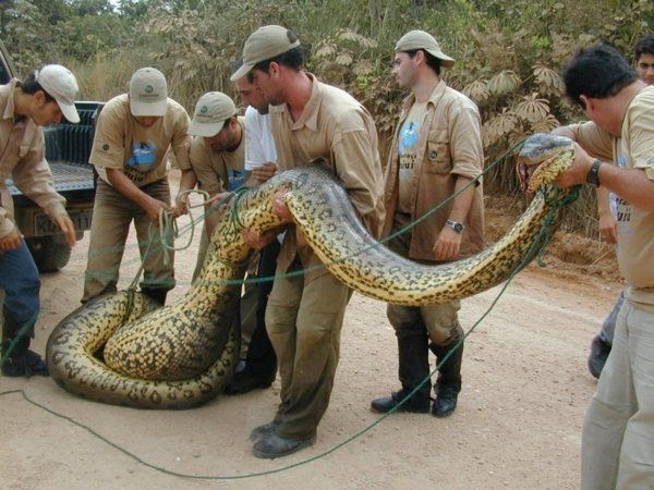 African Snakes Anacondas Watch The video