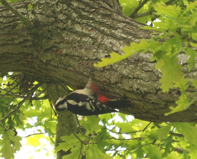 DSC_6605 Greater Spotted Woodpecker approaching nest