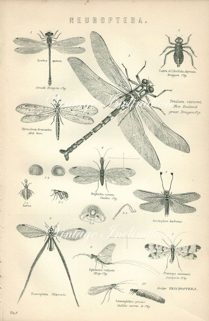 Antique Print, DRAGON FLY Chart 1890 beautiful wall art vintage b/