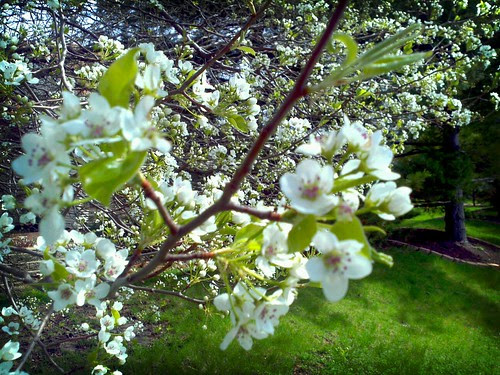spring flowers