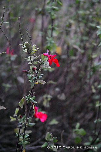 Hot Lips salvia