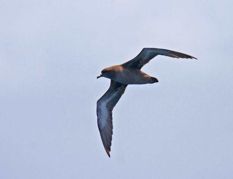 Sooty Shearwater Sooty Shearwater