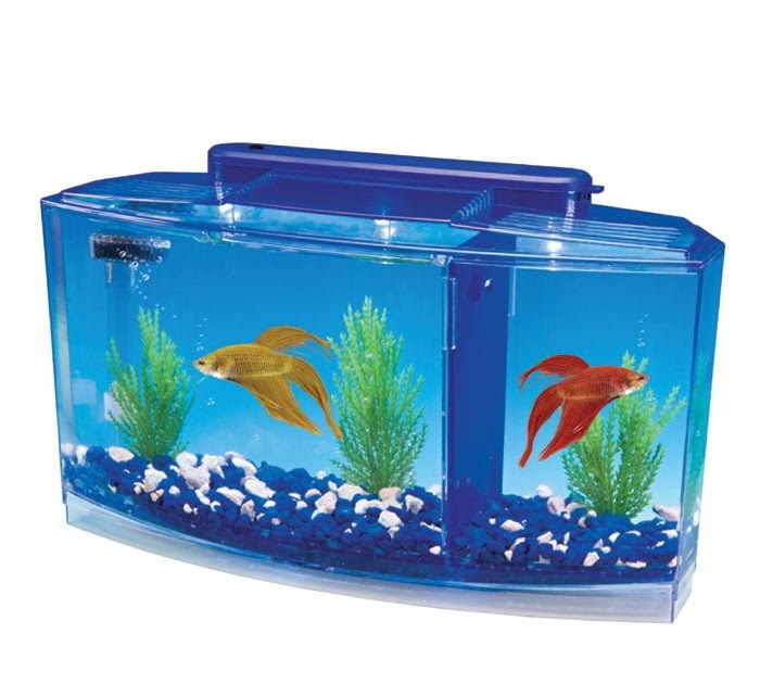 Betta Fish Bowl The 4 Best 10 Gallon Fish Tanks For