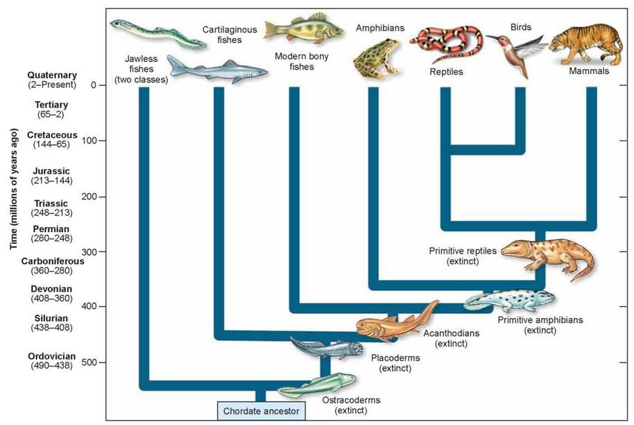 55 FLOW CHART BIOLOGY