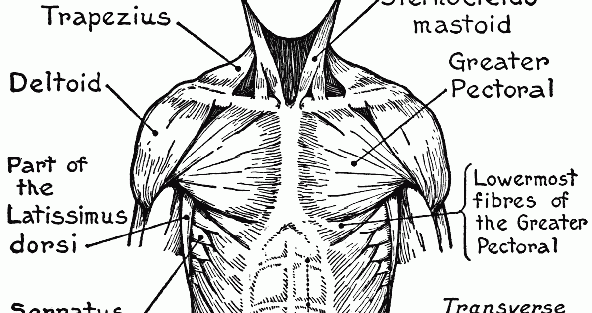 Body Parts Diagram Blank - Diagram of internal organs the endocrine