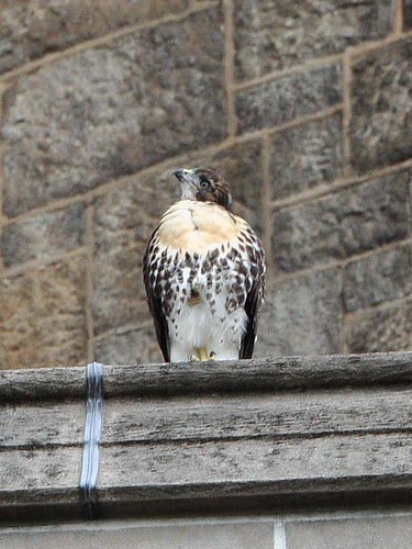 Cathedral Fledgling