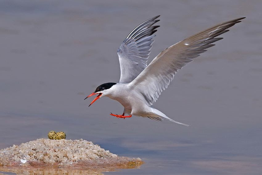 Fascinating photos of birds from the photographer Zander Yaqui