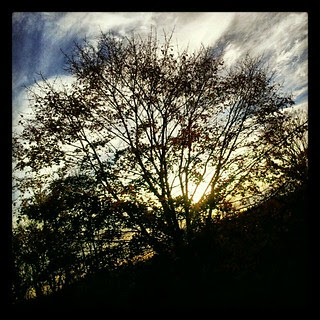 #chilly #morning just hoping to get power back today #Sandy #noelectricity #tree #clouds