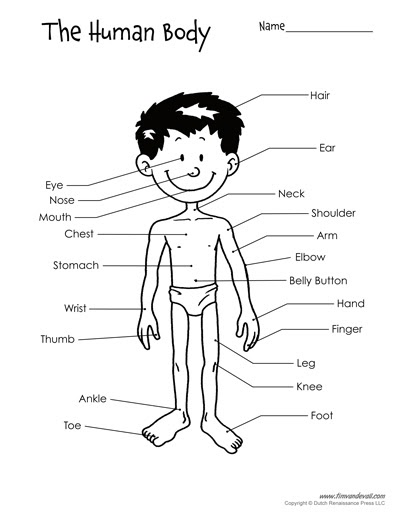 Body Parts Diagram : Infographics Human Body Parts Organ Medical Male