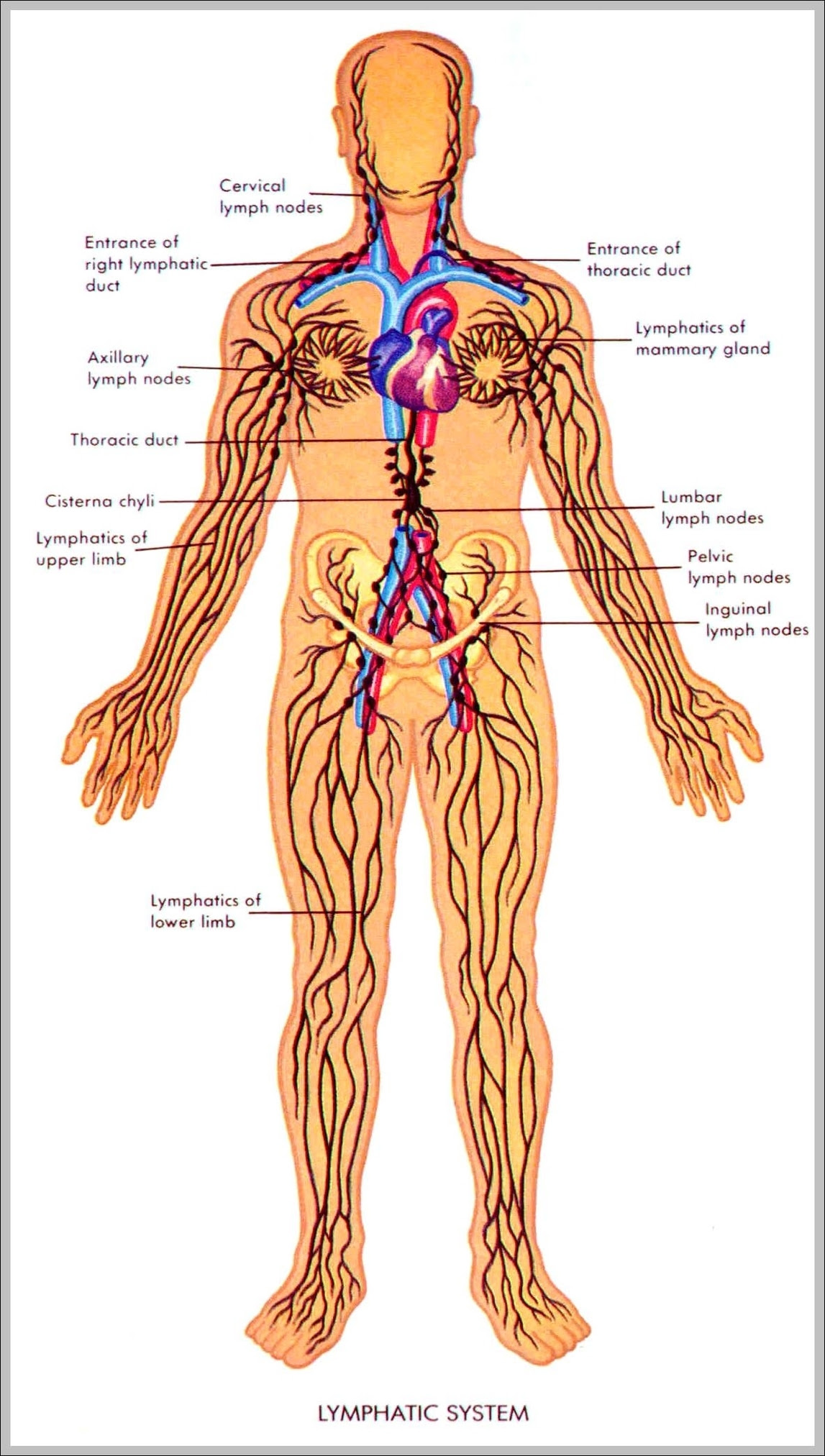 35 Label The Parts Of The Lymphatic System Labels Information List