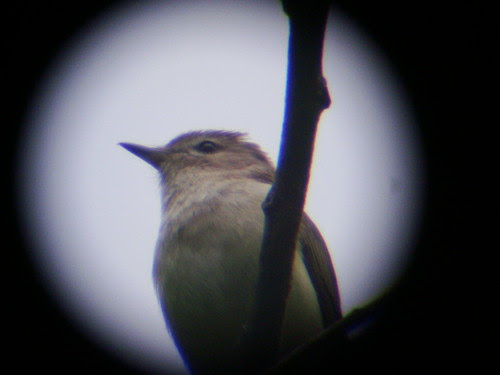 digiscoped warbling vireo