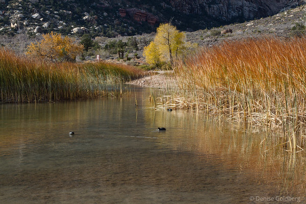 fall colors in grasses, Spring Mountain Ranch State Park