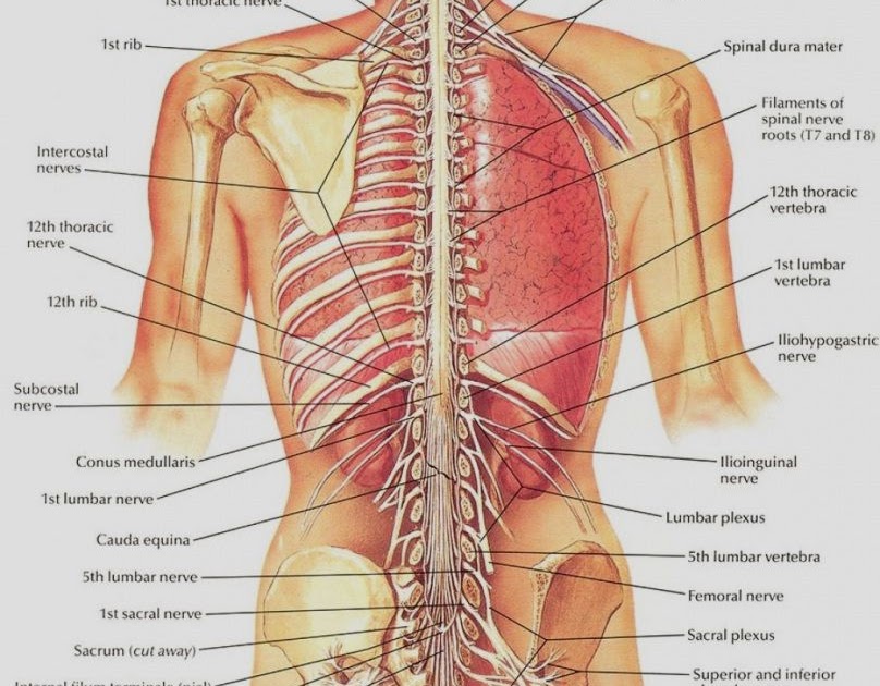 male body organ map