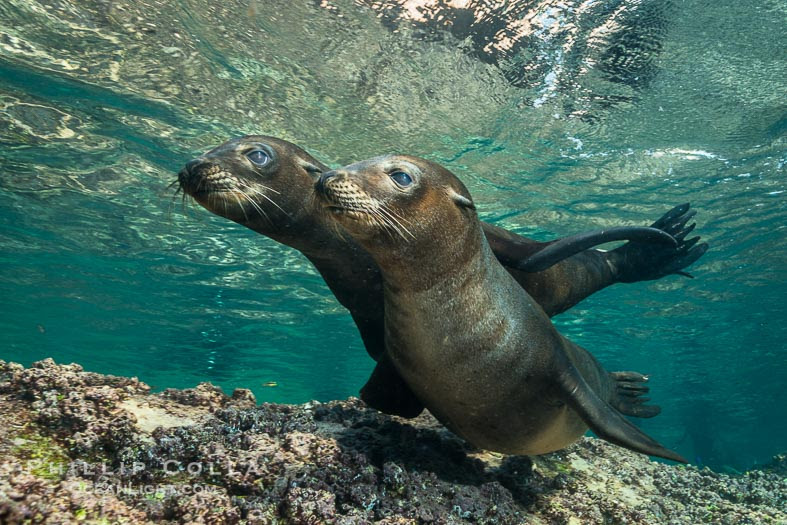 Fun Facts About Sea Lions