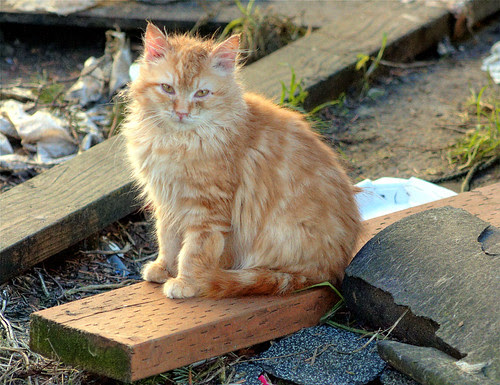 Fluffy Orange-Ginger Feral Kitten, Still With Us!