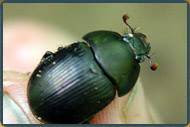 Beetle Control Services NJ | Beetle Removal Services NJ | Beetle Pest Control NJ