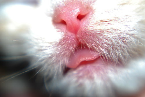 Kitty Lips...Happy Furry Friday