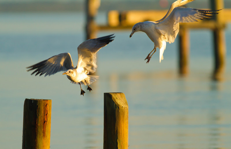 Photo & Video Sharing by SmugMug Photo & Video Sharing by SmugMug