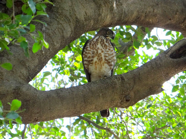 鳳頭蒼鷹/無限台南
