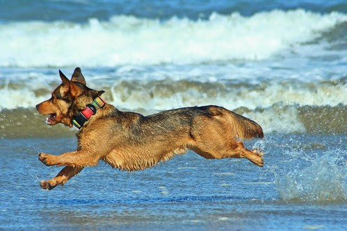 173. "What a Character" - If your dog were any kind of character, what or who would he or she be. You can show us with some sort of natural shot or feel free to use costumes and props. Just please have fun with it! Show us what endears your dog to you in