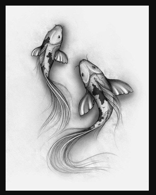 Sketsa Gambaran Ikan Koi kulo Art