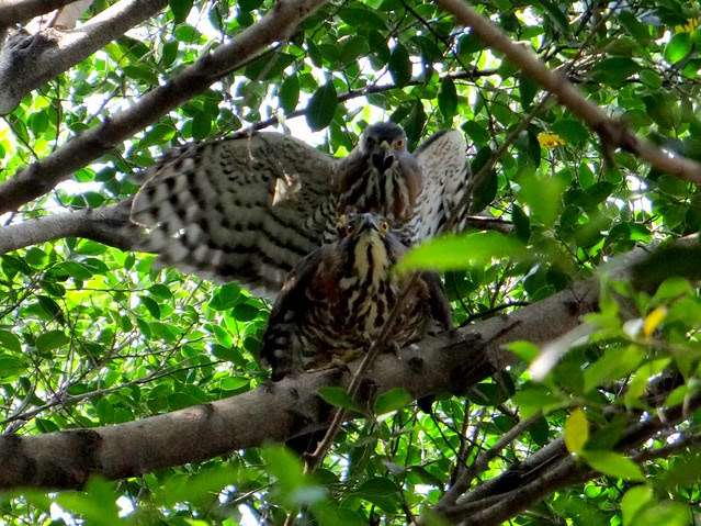 鳳頭蒼鷹/無限台南