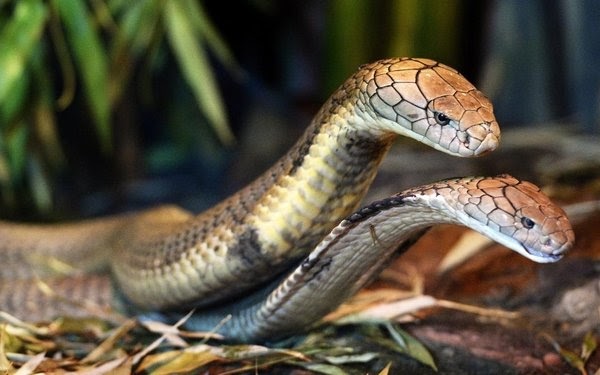 36 Mimpi buaya jinak