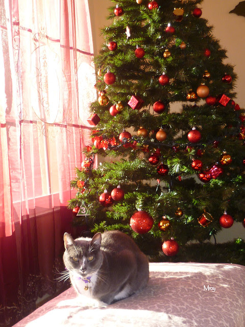 2012_12_29 038