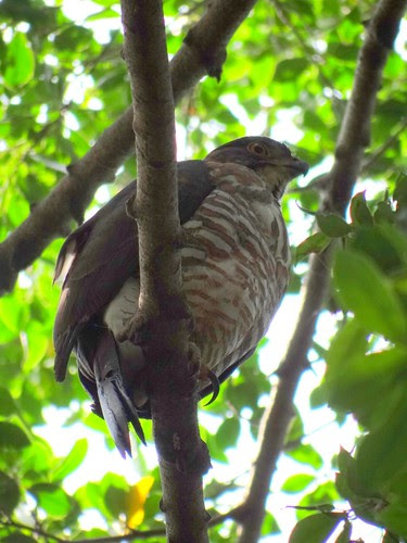 鳳頭蒼鷹/無限台南