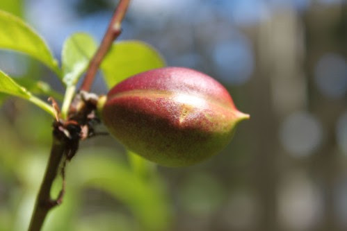 Baby nectarine