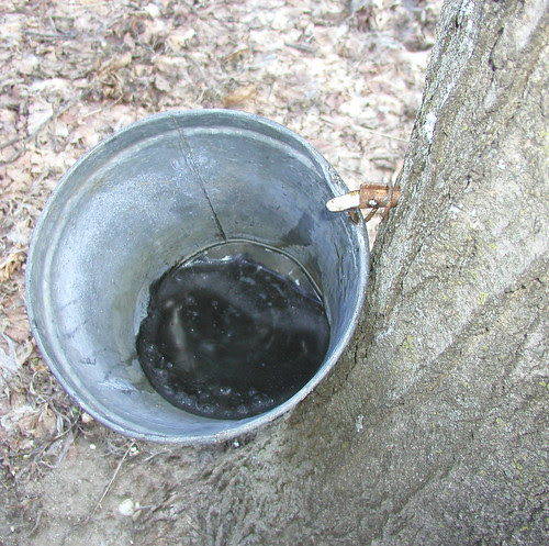 sapinbucket